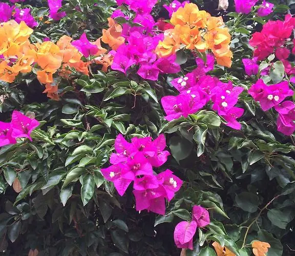 אתר קמפינג A &